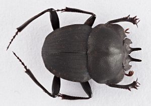 Cephalodesmius laticollis