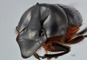 Onthophagus macrocephalus