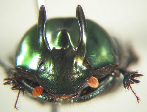 Onthophagus tweedensis